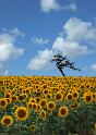 sky_tree_sunflower-composed copy